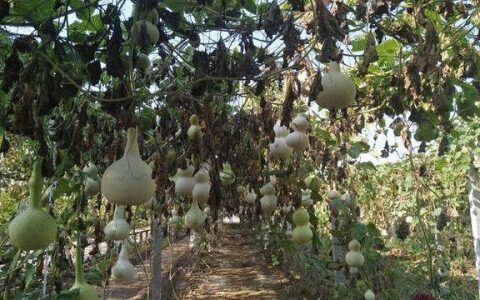 葫芦怎么种植管理
