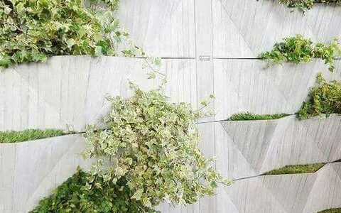 垂直绿化植物介绍