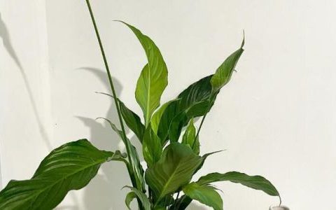 白掌水养怎么养