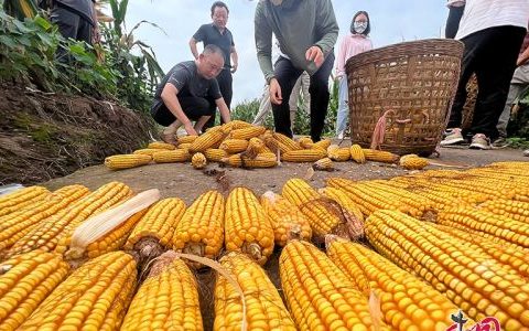 玉米什么季节播种
