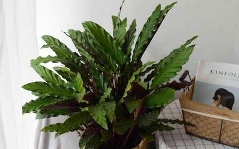 养护紫背竹芋的方法