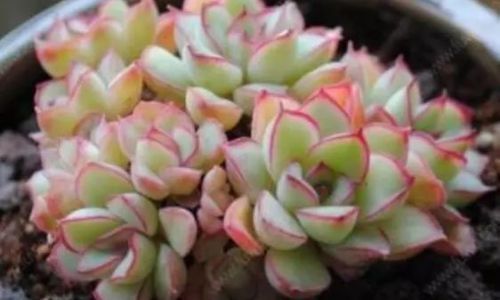 多肉植物养殖技巧