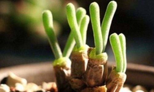 根茎植物介绍