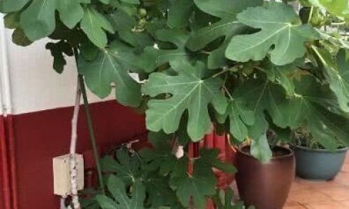 盆栽无花果如何修剪