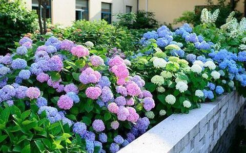 阳台种的花及名字大全