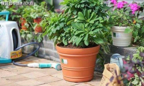 家里养花不会烂根方法