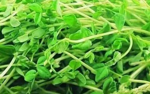 粟子发芽了如何种