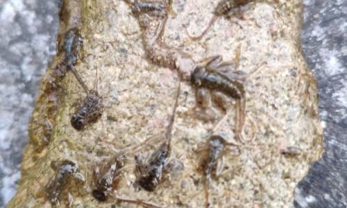 家里水养石头生虫怎么办