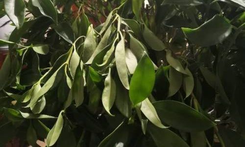 榕树几天浇一次水