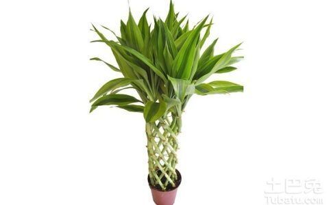 如何种植富贵竹