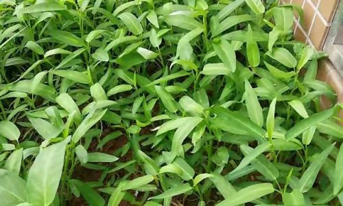 空心菜北方几月份种植