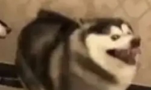 沙雕吃鸡的名字推荐