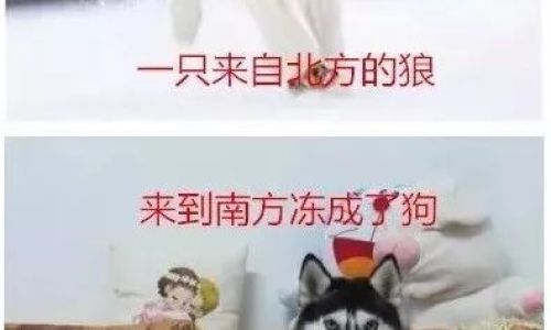 光与夜之恋犬与好天气活动攻略