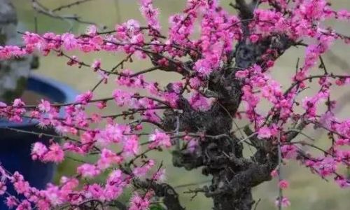 什么时候梅花开花