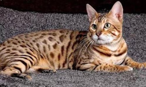 我的世界豹猫如何养才长得好