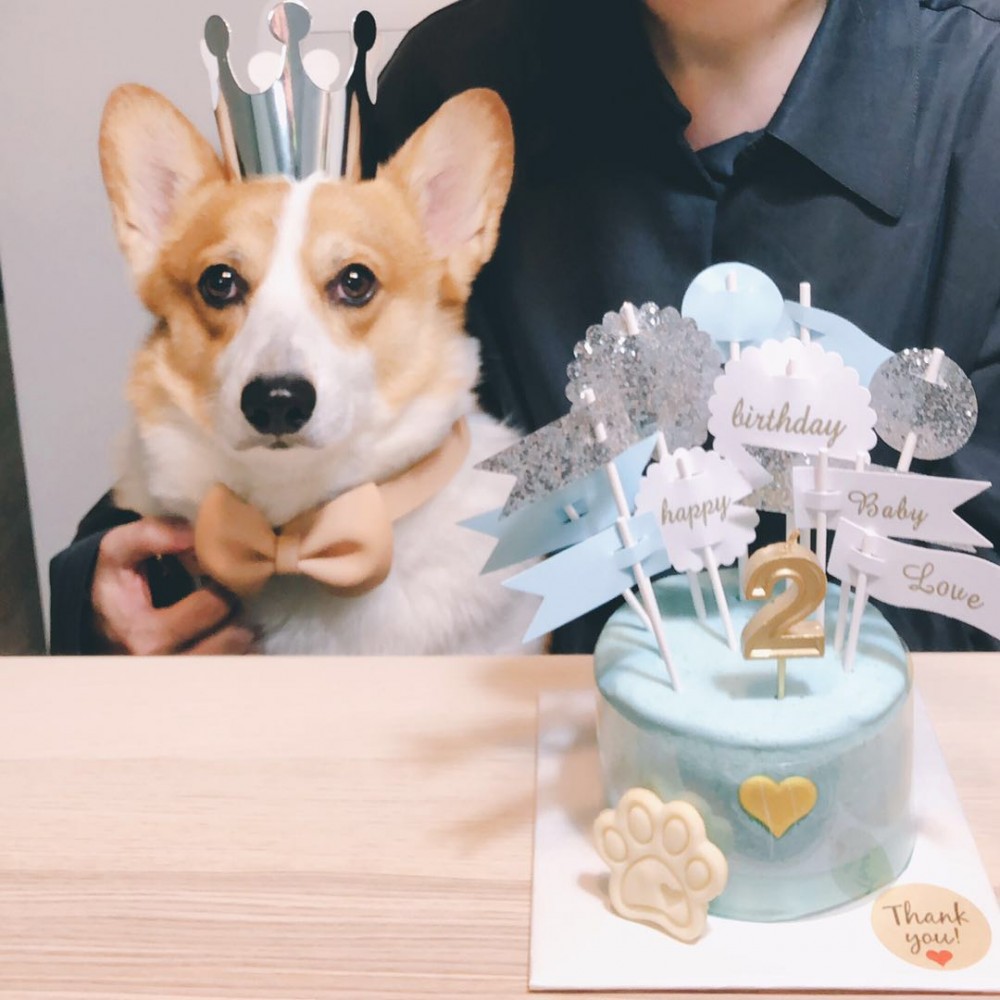 宠物用品