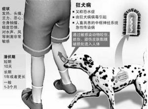 狂犬病潜伏期